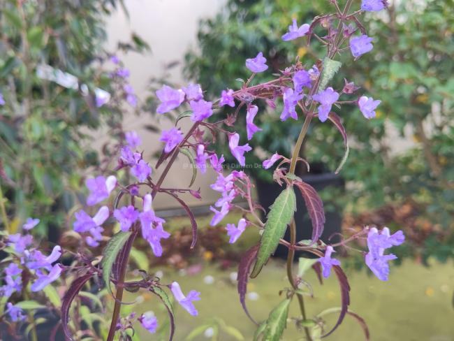 Isodon shikokianus var. intermedius