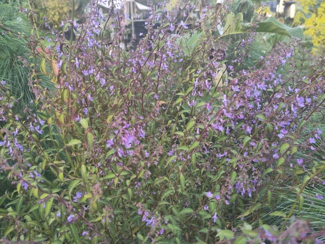 Isodon shikokianus var. intermedius