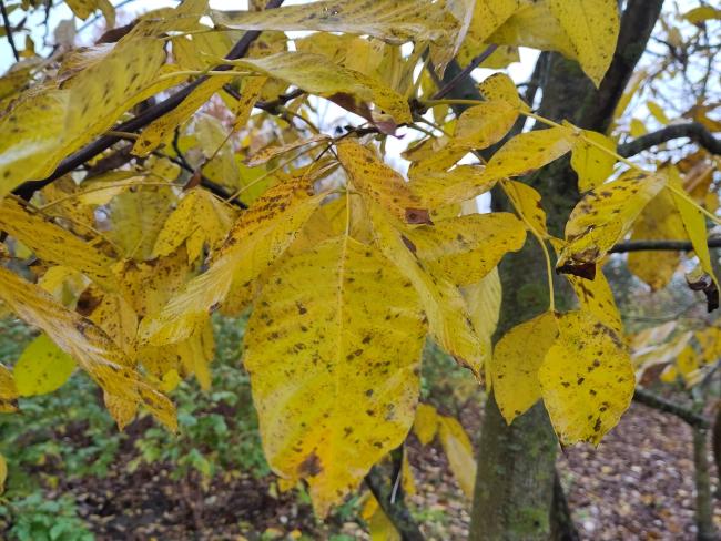 Juglans regia 'Ferjean' ®