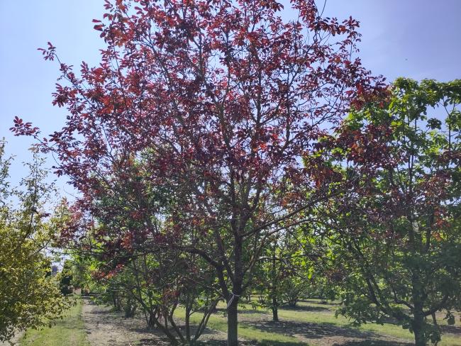 Juglans regia 'Purpurea'