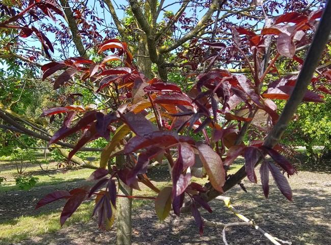 Juglans regia 'Purpurea'