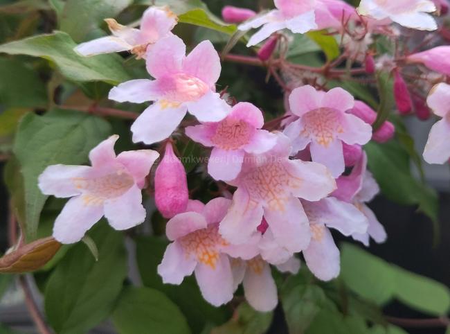 Kolkwitzia amabilis 'Pink Cloud'