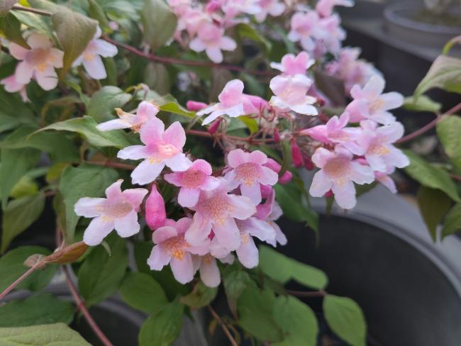 Kolkwitzia amabilis 'Pink Cloud'