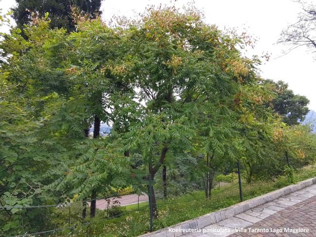 Koelreuteria paniculata
