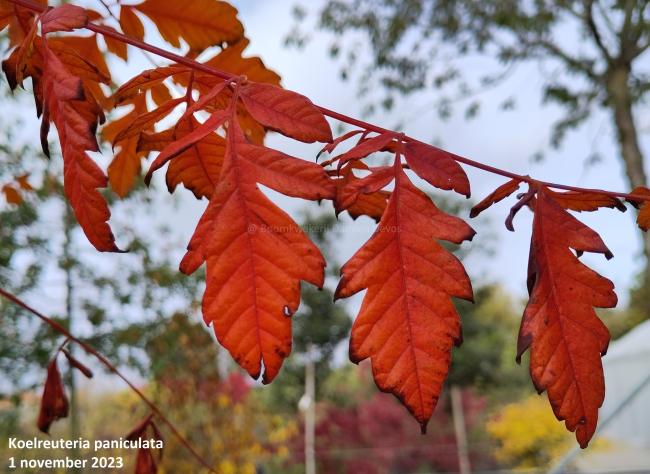 Koelreuteria paniculata