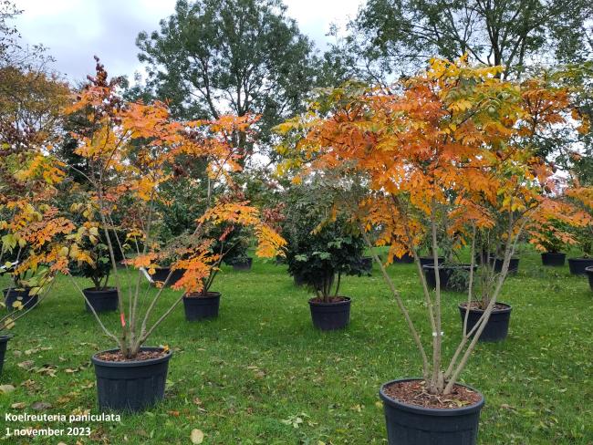 Koelreuteria paniculata