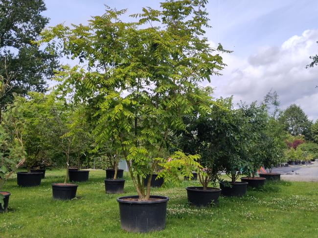 Koelreuteria paniculata 'Coral Sun' ®