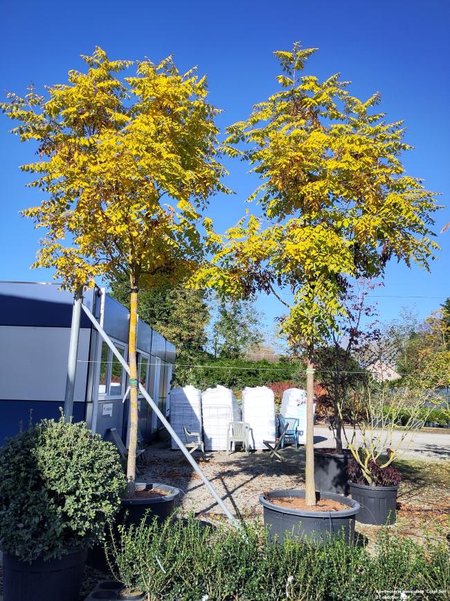 Koelreuteria paniculata 'Coral Sun' ®