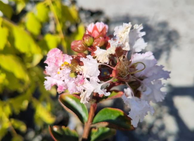 Lagerstroemia 'Apple Blossom' (ex Kalmthout)