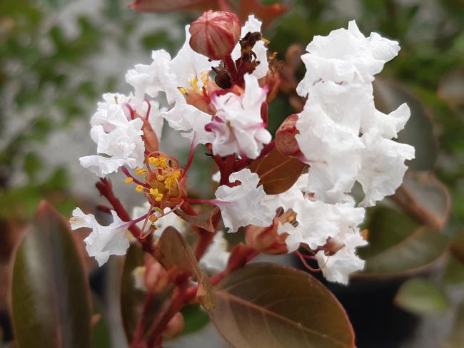 Lagerstroemia 'Acoma'