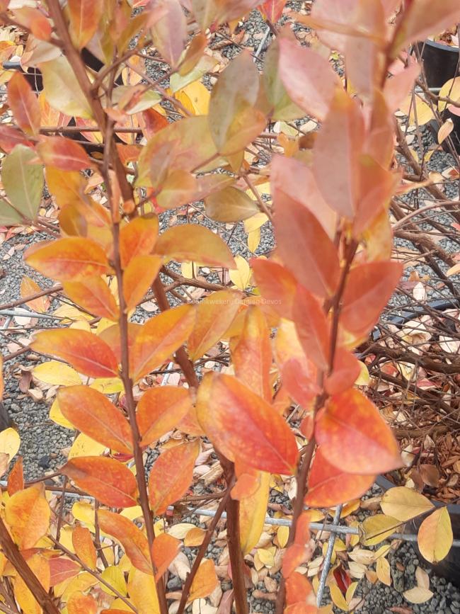 Lagerstroemia 'Acoma'