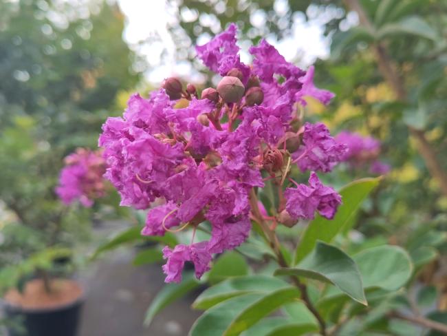 Lagerstroemia 'Catawba'