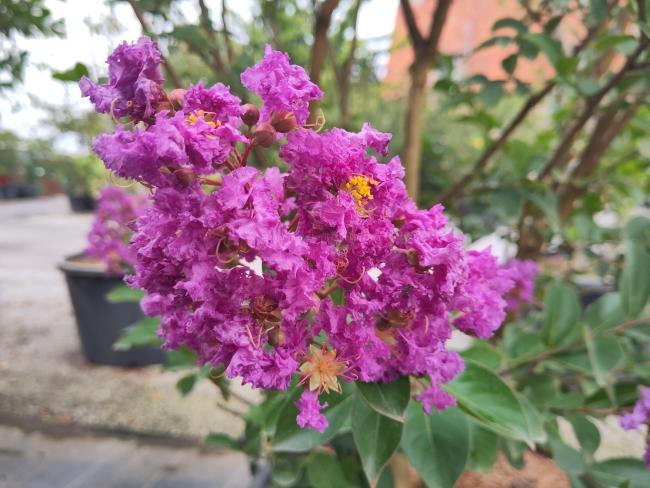 Lagerstroemia 'Catawba'