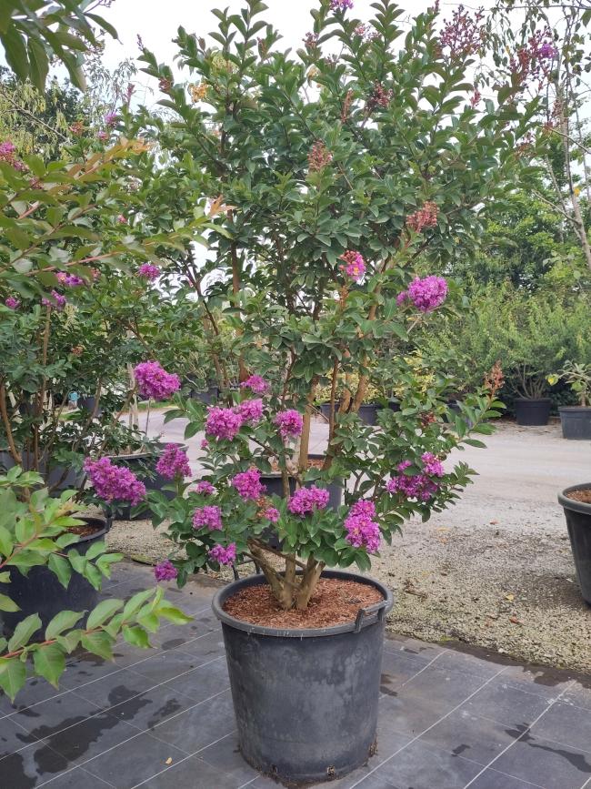 Lagerstroemia 'Catawba'