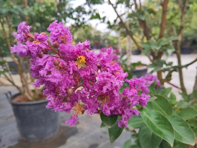 Lagerstroemia 'Catawba'