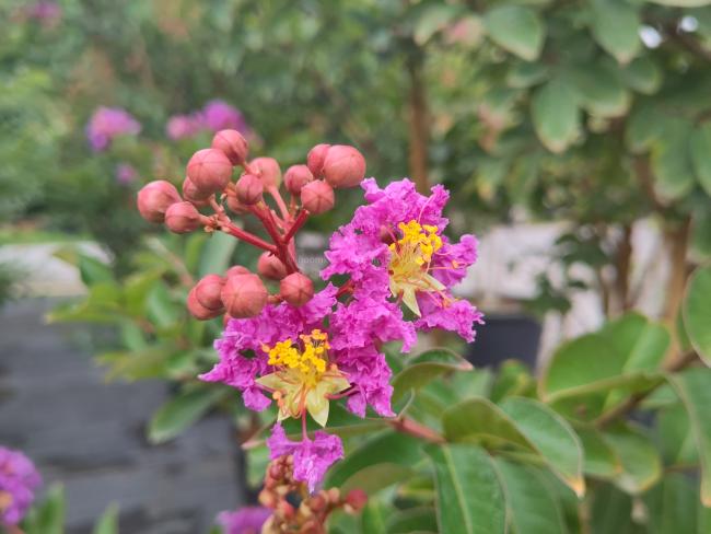 Lagerstroemia 'Catawba'