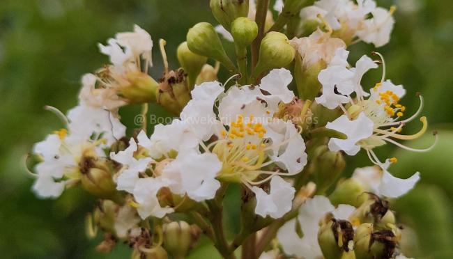 Lagerstroemia fauriei 'Fantasy'