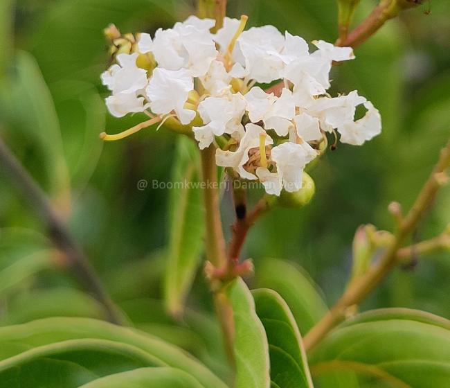 Lagerstroemia fauriei 'Fantasy'