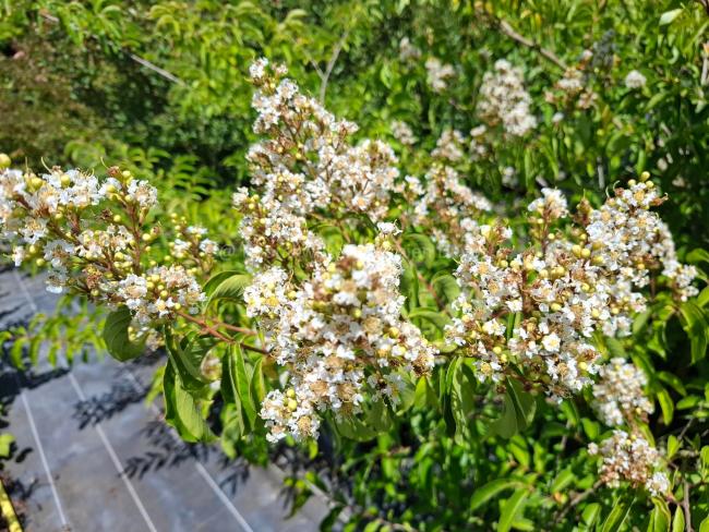 Lagerstroemia fauriei 'Fantasy'
