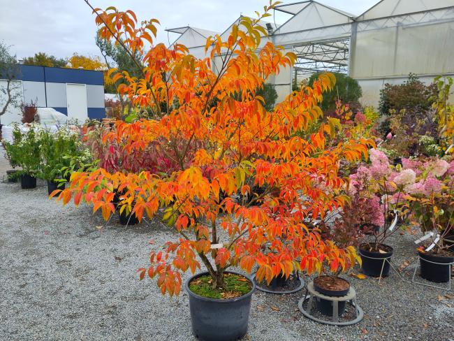 Lagerstroemia fauriei 'Fantasy'