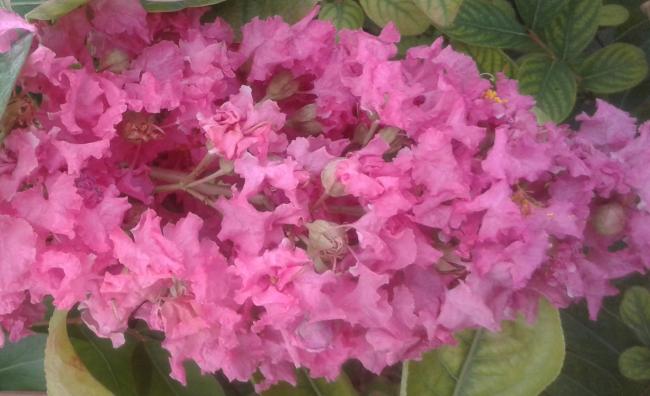 Lagerstroemia 'Hopi'