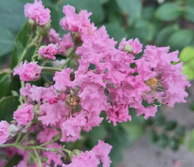 Lagerstroemia 'Hopi'