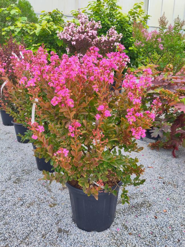Lagerstroemia 'Hopi'