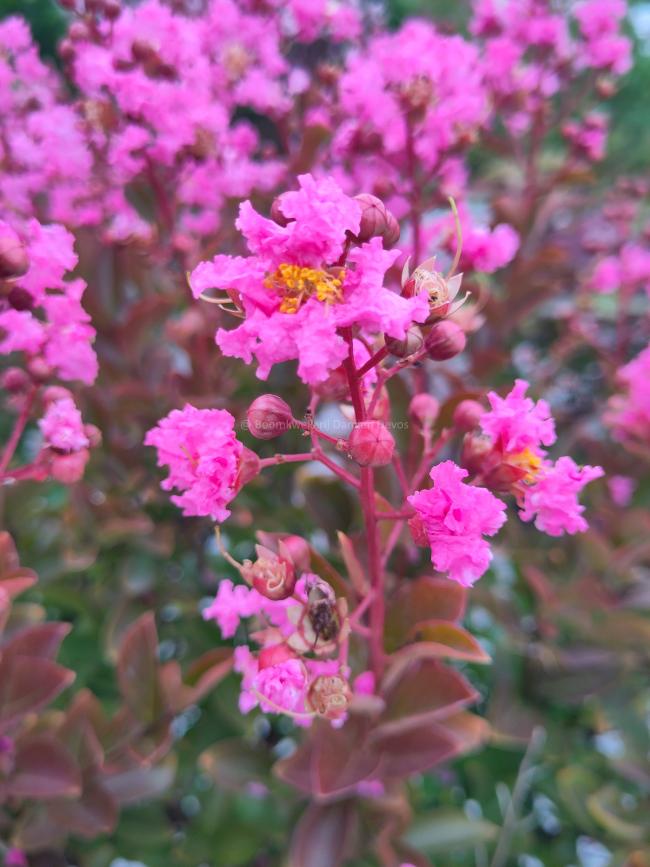 Lagerstroemia 'Hopi'