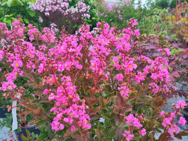 Lagerstroemia 'Hopi'