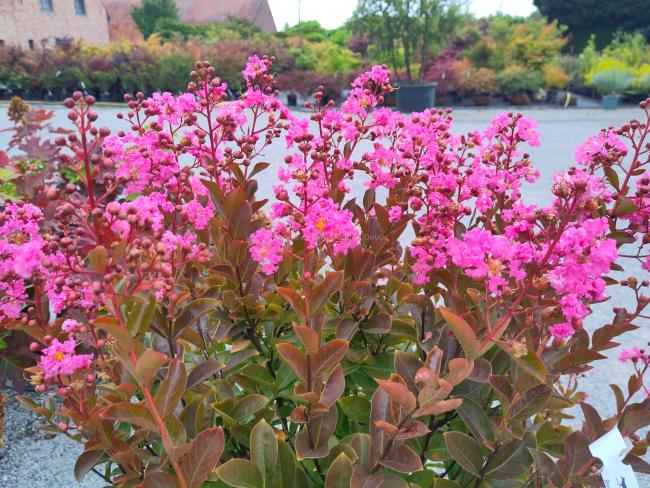 Lagerstroemia 'Hopi'