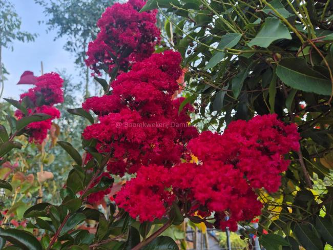 Lagerstroemia indica 'Miss Frances'