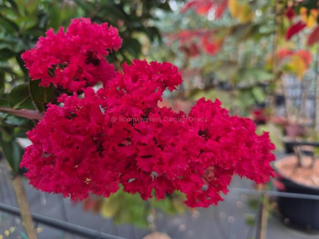 Lagerstroemia indica 'Miss Frances'