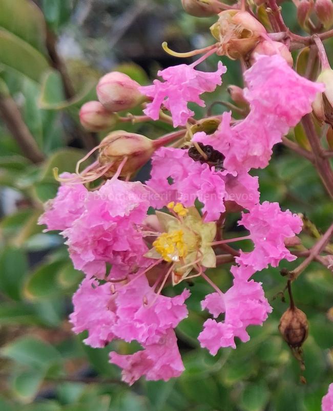 Lagerstroemia indica 'Monbazillac' ®
