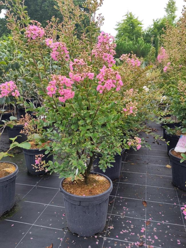Lagerstroemia indica 'Monbazillac' ®