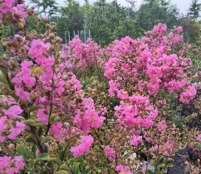 Lagerstroemia indica 'Monbazillac' ®