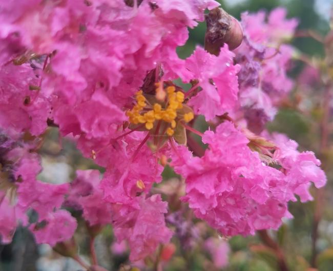 Lagerstroemia indica 'Monbazillac' ®