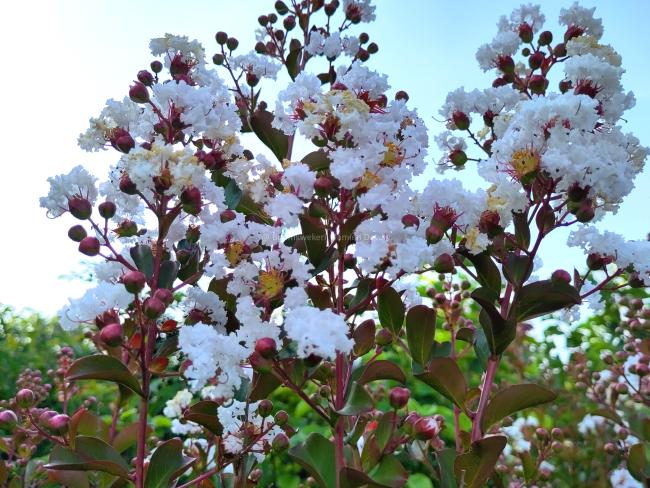 Lagerstroemia indica 'Neige d'été' ®