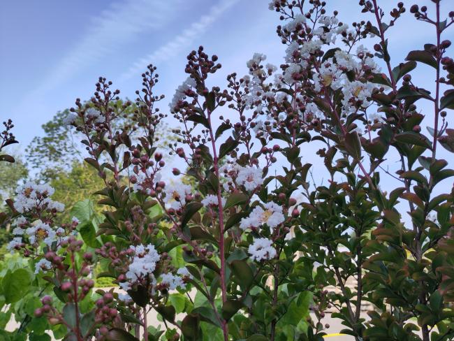 Lagerstroemia indica 'Neige d'été' ®