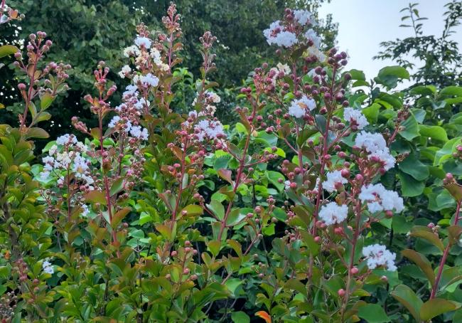 Lagerstroemia indica 'Neige d'été' ®