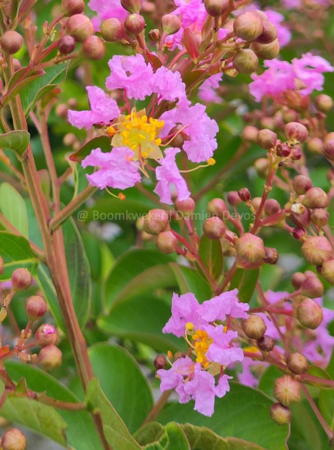 Lagerstroemia 'Lipan'