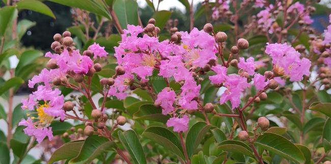 Lagerstroemia 'Lipan'