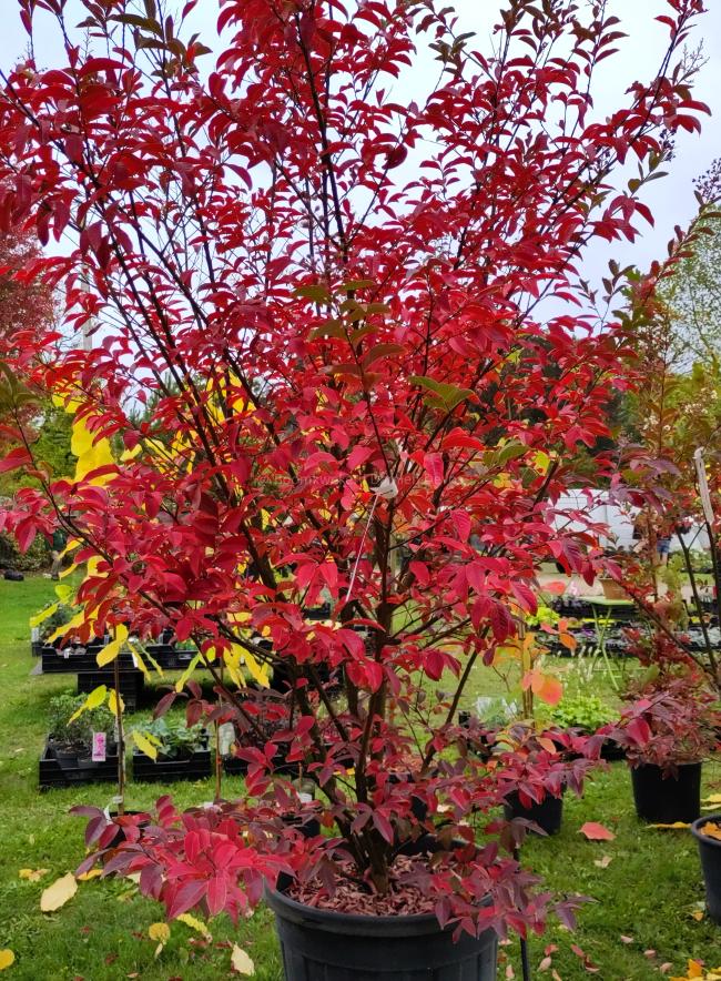 Lagerstroemia 'Muskogee'