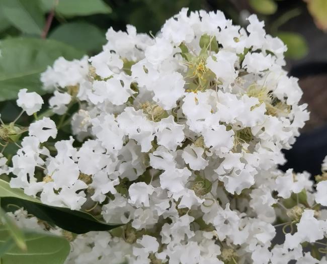 Lagerstroemia 'Natchez'