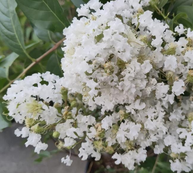 Lagerstroemia 'Natchez'