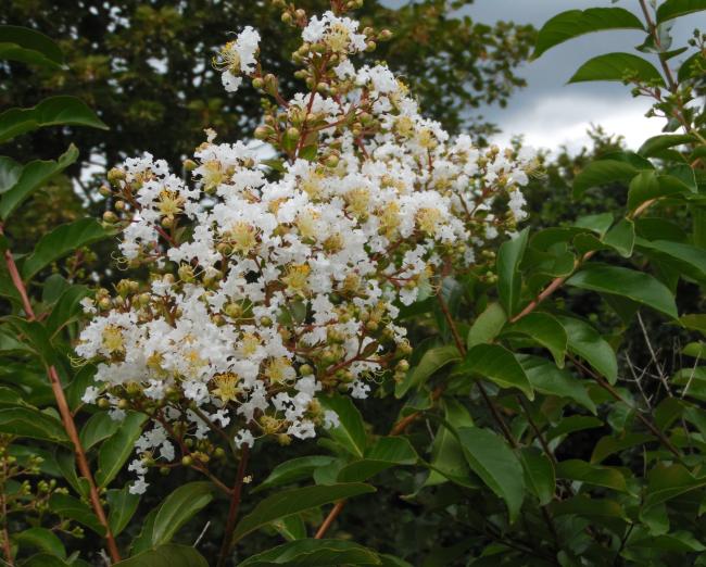 Lagerstroemia 'Natchez'