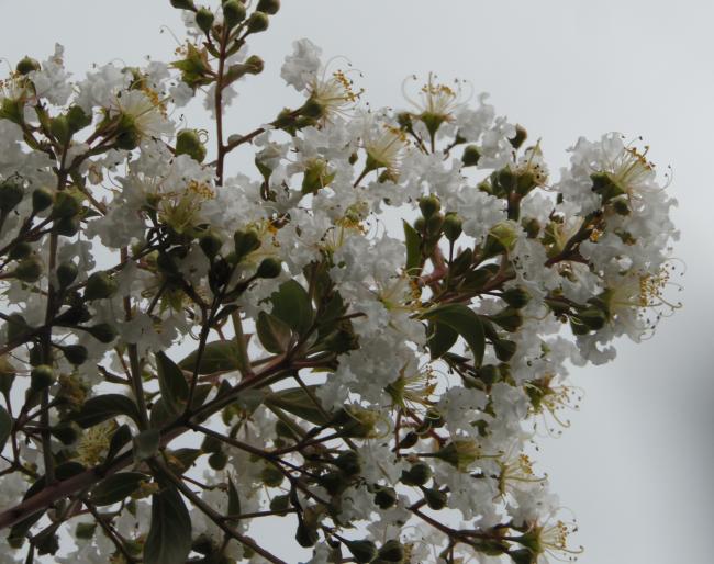 Lagerstroemia 'Natchez'