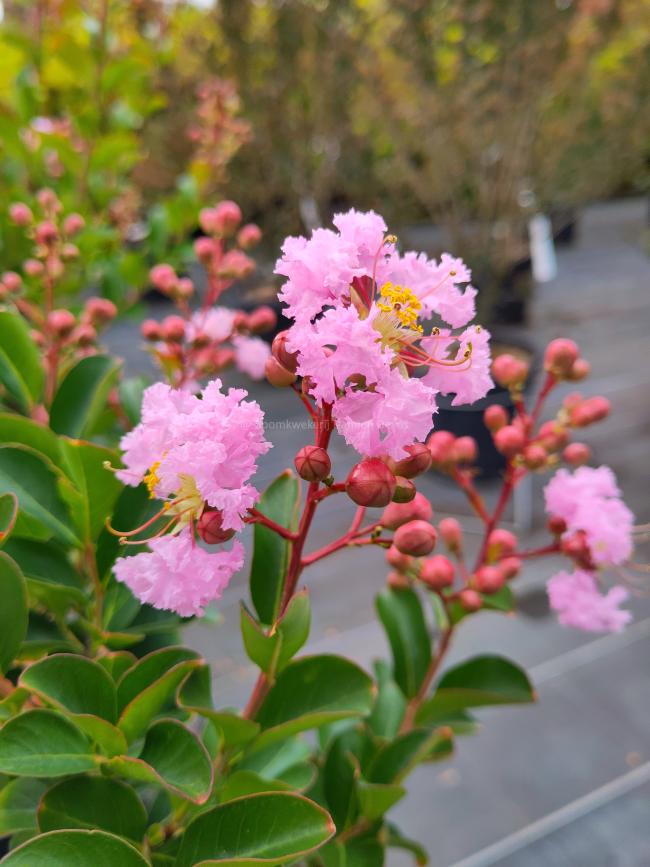 Lagerstroemia 'Powhatan'