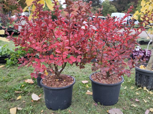 Lagerstroemia 'Powhatan'