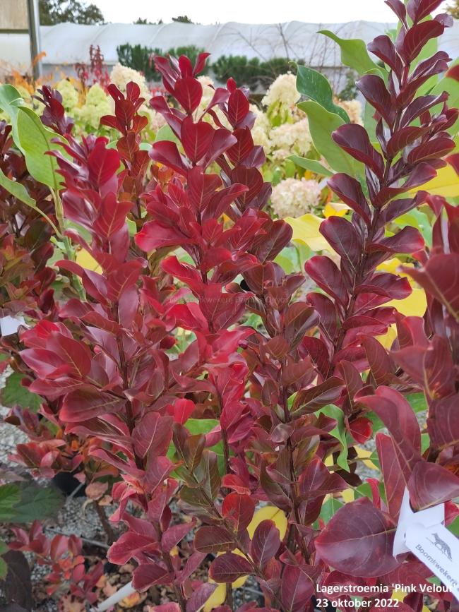 Lagerstroemia 'Pink Velour'