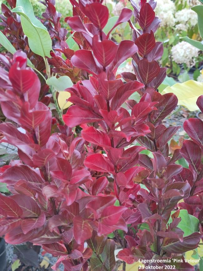 Lagerstroemia 'Pink Velour'
